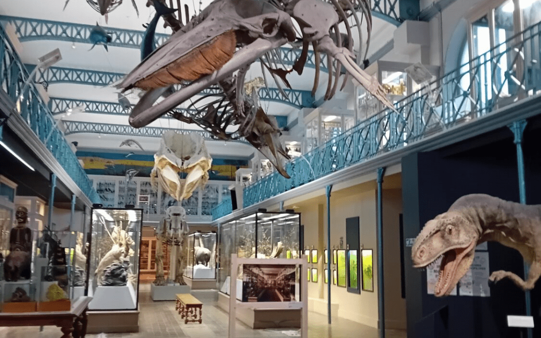 Découverte des fossiles pour les CE1/CE2 au Musée d’Histoire Naturelle
